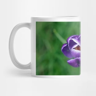 Single purple crocus Mug